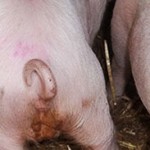 Heo bị tiêu chảy do Salmonella
